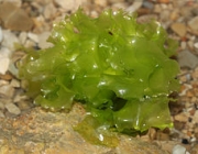 Gênero Lactuca 4