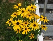 Gênero Rudbeckia 1