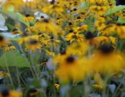 Gênero Rudbeckia 2