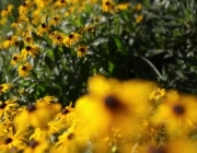 Gênero Rudbeckia 3