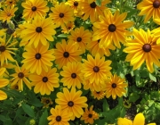 Gênero Rudbeckia 4