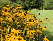 Gênero Rudbeckia 5