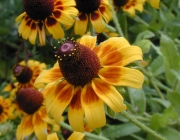 Gênero Rudbeckia 6