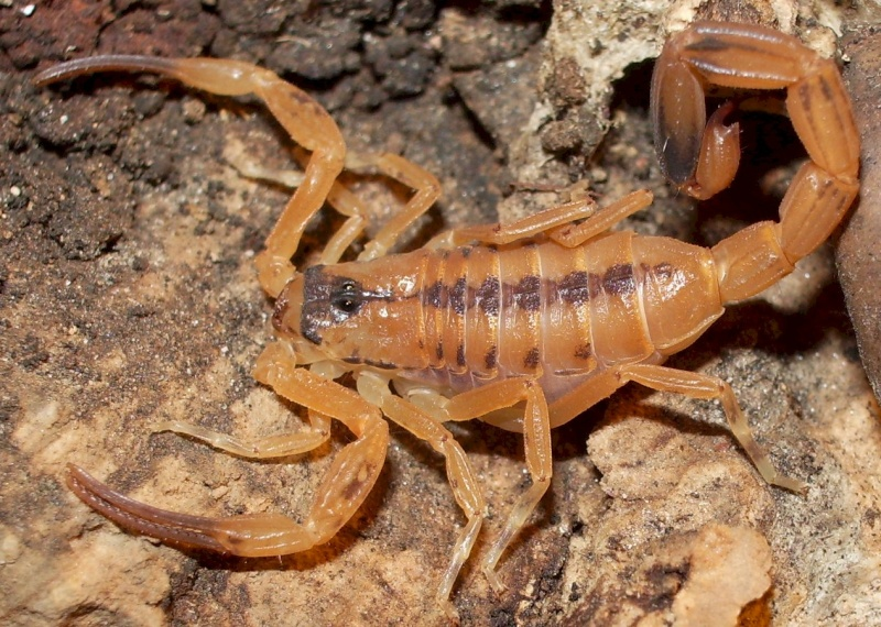 Escorpião Marrom Características e Fotos | Mundo Ecologia