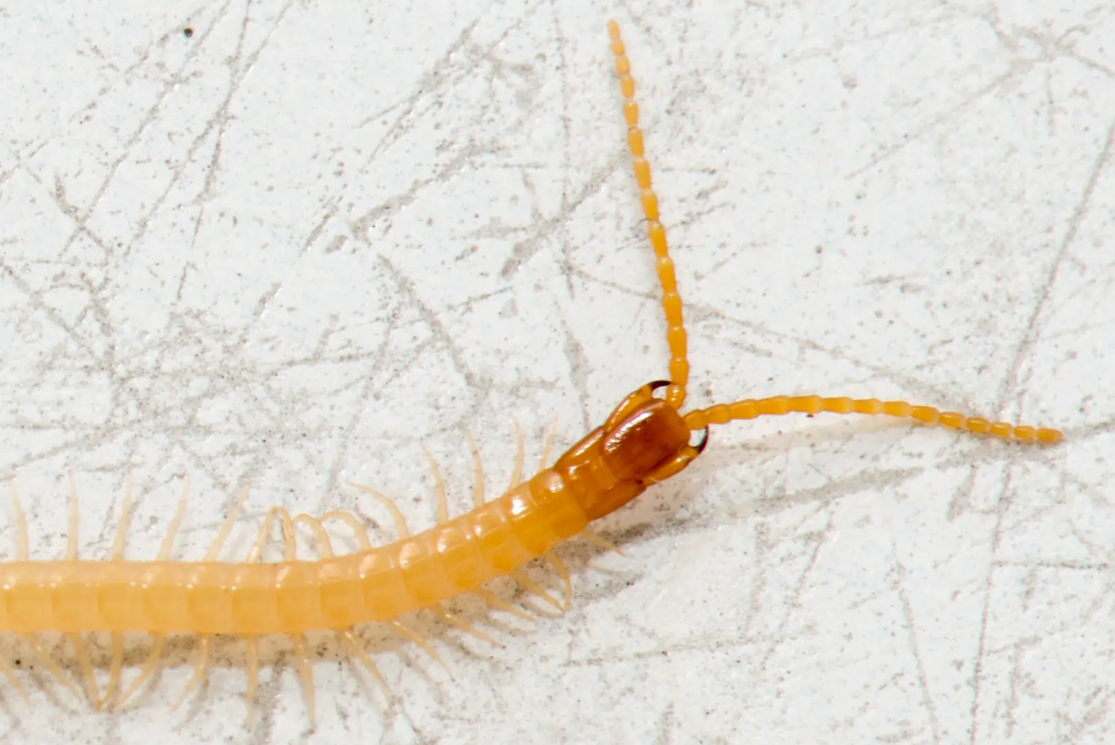 Centipede in bathtub - closeup on head