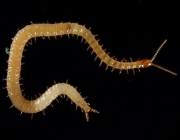 Geophilomorpha 1