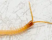 Centipede in bathtub - closeup on head