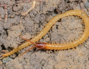 Geophilomorpha 4