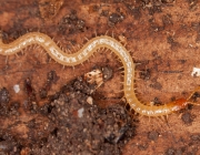 Geophilomorpha 6