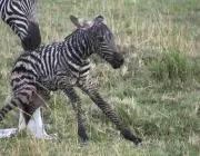 Gestação das Zebras 1