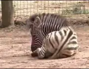 Gestação das Zebras 4