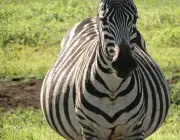 Gestação das Zebras 5