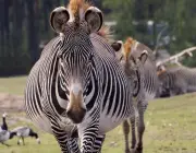 Gestação das Zebras 6