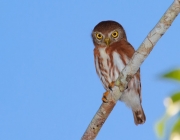 Glaucidium Minutissimum 1