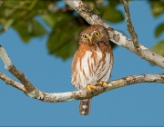 Glaucidium Minutissimum 2