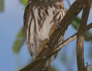 Glaucidium Minutissimum 3