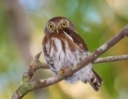 Glaucidium Minutissimum 4