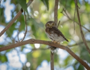 Glaucidium Minutissimum 5