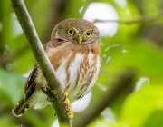 Glaucidium Minutissimum 6