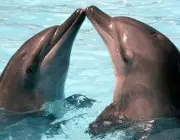 Golfinhos em Extinção 1