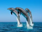 Golfinhos em Extinção 3