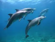 Golfinhos em Extinção 4