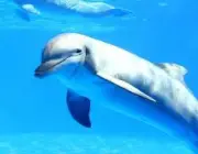 Golfinhos em Extinção 5