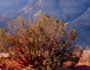 Grand Canyon Vegetação 1