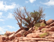 Grand Canyon Vegetação 3