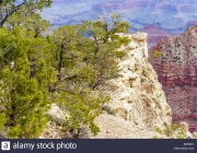 Grand Canyon Vegetação 4