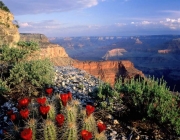 Grand Canyon Vegetação 5