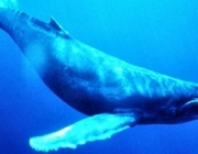 Grandes Animais Marinhos 2