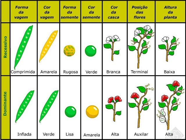 Qual a importancia de mendel para a genetica moderna