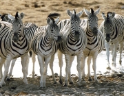 Grupo Familiar de Zebras 2