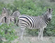 Grupo Familiar de Zebras 4