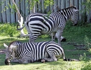 Grupo Familiar de Zebras 5