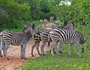 Grupo Familiar de Zebras 6