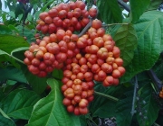 Guaraná (paullinia cupana) 6