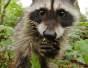 Photo  ©  2012 Solnet/The Grosby Group - Mar 02, 2012- These curious raccoons were so tame they crept right up to lens of British photographer Bertie Gregory - and then slobbered all over it.The 18-year-old had just a few seconds to take pictures of the black and white creatures because their saliva on his camera obscured his view. A cute racoon family danced in front of the camera and clasped their hands as if they were praying, in Stanley Park, Vancouver, Canada.

(SOL)