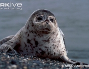ARKive image GES106866 - Spotted seal