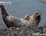 ARKive image GES106867 - Spotted seal