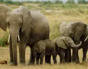 Hábitos dos Elefantes 2