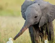 Hábitos dos Elefantes 5