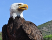 Haliaeetus Leucocephalus 3