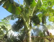 Haste da Bananeira com Suas Folhas 3