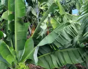Haste da Bananeira com Suas Folhas 5