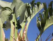 Haste da Bananeira com Suas Folhas 6