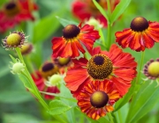 Helenium 1