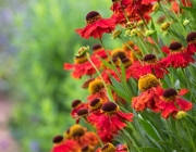 Helenium 2