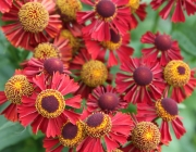 Helenium 3